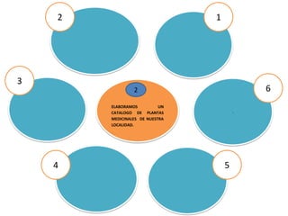 ELABORAMOS UN
CATALOGO DE PLANTAS
MEDICINALES DE NUESTRA
LOCALIDAD.
.
1
54
3
2
62
 