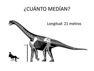 ¿CUÁNTO MEDÍAN?Longitud: 21 metros