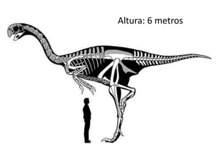Altura: 6 metros