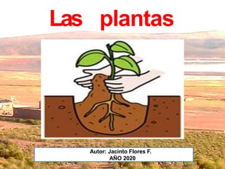 Las plantas
Autor: Jacinto Flores F.
AÑO 2020
 