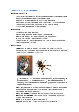 16) Título: EXPERTO EN ANIMALES.
Objetivos didácticos:
• Conocer las características de los animales vertebrados e invertebrados.
• Identificar animales vertebrados e invertebrados.
• Respetar la fauna en peligro de extinción de Andalucía.
• Estudiar las formas de nutrición, relación y reproducción de animales.
• Diferenciar a los animales en función de sus características
nutricionales, relacionales y reproductivas.
Contenidos:
• Características de los animales.
• Identificación animales vertebrados e invertebrados.
• Respeto de la fauna en peligro de extinción de Andalucía.
• Formas de nutrición, relación y reproducción.
• Diferenciación de los animales según sus características nutricionales,
relacionales y reproductivas.
Metodología:
• Desarrollo: el docente les dará una hoja a sus alumnos con dos
fotografías de 2 animales y preguntas sobre ellos que deberán contestar.
Observa estas fotografías y responde:
¿Qué animal es? ¿Es vertebrado o invertebrado? ¿Cómo respira? ¿De
qué se alimenta? ¿Cómo se reproduce? ¿De qué tiene recubierto el
cuerpo? ¿Los dos son animales terrestres? ¿Alguno de los dos está en
peligro de extinción?
• Tarea del profesor: el profesor habrá elaborado la ficha de la actividad
anteriormente, repartirá una a cada alumno, explicará la actividad y
valorará los resultados obtenidos:
• Tarea del alumno: completar la ficha contestando a las preguntas
• Recursos y materiales: para esta actividad los alumnos usarán sus
propios conocimientos.
• Espacio: la actividad se realizará en el aula.
• Tiempo: la actividad durará 20 minutos aproximadamente.
 