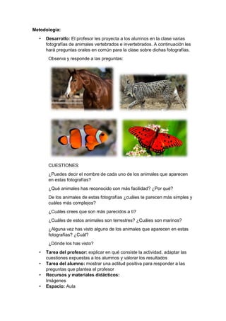 Metodología:
• Desarrollo: El profesor les proyecta a los alumnos en la clase varias
fotografías de animales vertebrados e invertebrados. A continuación les
hará preguntas orales en común para la clase sobre dichas fotografías.
Observa y responde a las preguntas:
CUESTIONES:
¿Puedes decir el nombre de cada uno de los animales que aparecen
en estas fotografías?
¿Qué animales has reconocido con más facilidad? ¿Por qué?
De los animales de estas fotografías ¿cuáles te parecen más simples y
cuáles más complejos?
¿Cuáles crees que son más parecidos a ti?
¿Cuáles de estos animales son terrestres? ¿Cuáles son marinos?
¿Alguna vez has visto alguno de los animales que aparecen en estas
fotografías? ¿Cuál?
¿Dónde los has visto?
• Tarea del profesor: explicar en qué consiste la actividad, adaptar las
cuestiones expuestas a los alumnos y valorar los resultados
• Tarea del alumno: mostrar una actitud positiva para responder a las
preguntas que plantea el profesor
• Recursos y materiales didácticos:
Imágenes
• Espacio: Aula
 