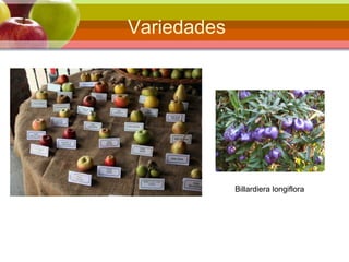 Variedades
Billardiera longiflora
 