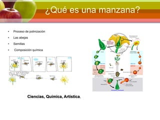 ¿Qué es una manzana?
• Proceso de polinización
• Las abejas
• Semillas
• Composición química
Ciencias, Química, Artística,
 
