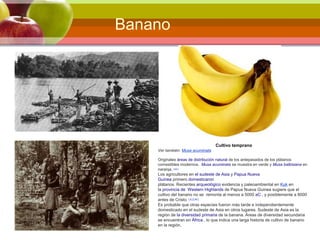 Banano
Cultivo temprano
Ver también: Musa acuminata
Originales áreas de distribución natural de los antepasados ​​de los plátanos
comestibles modernos. Musa acuminata se muestra en verde y Musa balbisiana en
naranja. [ 43 ]
Los agricultores en el sudeste de Asia y Papua Nueva
Guinea primero domesticaron
plátanos. Recientes arqueológico evidencia y paleoambiental en Kuk en
la provincia de Western Highlands de Papua Nueva Guinea sugiere que el
cultivo del banano no se remonta al menos a 5000 aC , y posiblemente a 8000
antes de Cristo. [ 4 ] [ 44 ]
Es probable que otras especies fueron más tarde e independientemente
domesticado en el sudeste de Asia en otros lugares. Sudeste de Asia es la
región de la diversidad primaria de la banana. Áreas de diversidad secundaria
se encuentran en África , lo que indica una larga historia de cultivo de banano
en la región.
 