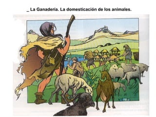 _ La Ganadería. La domesticación de los animales. 