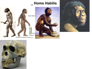 _ Homo Habilis 