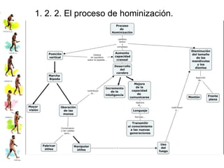 1. 2. 2. El proceso de hominización. 
