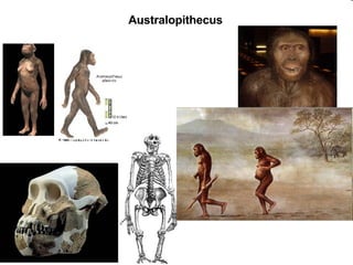 _ Australopithecus 