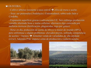    OLIVEIRA: - Cultivo árboreo resistente á seca estival    oliva de mesa e aceite. - Área: sur peninsular (Andalucia e Extremadura), sobre todo Jaén e Córdoba. - Expansión superficie grazas á subvencións UE. Sen embargo producción variable alternado boas e malas colleitas, alternacia algo correxida por melloras técnicas (fertilización, plaguicidas, rega por goteo). - Hoxe en día, poducción de aceite de oliva é a maior do mundo (40%) pero enfróntase a algúns problemas: elevados prezos, sufrindo competencia de aceites + baratos    fomentar venda de variedades de alta calidade ( virxe ). Ademáis PAC impuxo cotas de producción e reduciu axudas. 