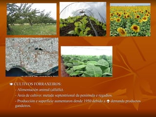   CULTIVOS FORRAXEIROS:  - Alimentación animal (alfalfa). - Área de cultivo: metade septentrional da península e regadíos. - Producción e superficie aumentaron dende 1950 debido a    demanda productos gandeiros. 