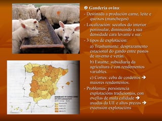    Gandería ovina : - Destinada a produción carne, leite e queixos (manchegos) - Localización: secaños do interior peninsular, diminuindo a súa densidade cara levante e sur. - 3 tipos de explotación: a) Trashumante: desprazamento estacional do gando entre pastos de inverno e verán. b) Estante: subsidiaria da agricultura e con rendementos variables. c) Cortes: ceba de cordeiros    maiores rendementos. - Problemas: persistencia explotacións tradicionais, con ovellas de mala calidade    axudas da UE e altos prezos    extensión explotacións 