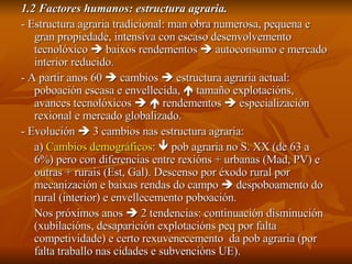 1.2 Factores humanos: estructura agraria. - Estructura agraria tradicional: man obra numerosa, pequena e gran propiedade, intensiva con escaso desenvolvemento tecnolóxico    baixos rendementos    autoconsumo e mercado interior reducido. - A partir anos 60    cambios    estructura agraria actual: poboación escasa e envellecida,    tamaño explotacións, avances tecnolóxicos       rendementos    especialización rexional e mercado globalizado. - Evolución    3 cambios nas estructura agraria: a)  Cambios demográficos :    pob agraria no S. XX (de 63 a 6%) pero con diferencias entre rexións + urbanas (Mad, PV) e outras + rurais (Est, Gal). Descenso por éxodo rural por mecanización e baixas rendas do campo    despoboamento do rural (interior) e envellecemento poboación. Nos próximos anos    2 tendencias: continuación disminución (xubilacións, desaparición explotacións peq por falta competividade) e certo rexuvenecemento  da pob agraria (por falta traballo nas cidades e subvencións UE). 