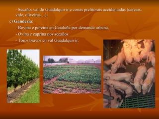 - Secaño: val do Guadalquivir e zonas prelitorais accidentadas (cereais, vide, oliveiras…). c)  Gandería :  - Bovina e porcina en Cataluña por demanda urbana. - Ovina e caprina nos secaños. - Toros bravos en val Guadalquivir. 