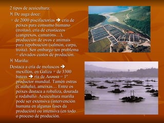 2 tipos de acuicultura:    De auga doce: + de 2000 piscifactorías    cría de peixes para consumo humano (troitas), cría de crustáceos (cangrexos, camaróns…), producción de ovos e animais para repoboación (salmón, carpa, troita). Sen embargo ten problema = elevados custos de produción.    Mariña:  Destaca a cría de moluscos    mexillón, en Galiza + de 3300 bateas    ría de Arousa = 1º productor mundial. Tamén ostras (Cataluña), ameixas… Entre os peixes destaca a robaliza, dourada e rodaballo. Acuicultura mariña pode ser extensiva (intervención humana en algunas fases da produción) ou intensiva (en todo o proceso de produción. 
