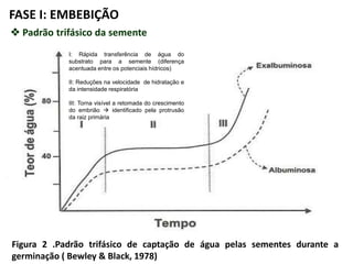 FASE I: EMBEBIÇÃO
Figura 2 .Padrão trifásico de captação de água pelas sementes durante a
germinação ( Bewley & Black, 1978)
I: Rápida transferência de água do
substrato para a semente (diferença
acentuada entre os potenciais hídricos)
II: Reduções na velocidade de hidratação e
da intensidade respiratória
III: Torna visível a retomada do crescimento
do embrião  identificado pela protrusão
da raiz primária
 Padrão trifásico da semente
 
