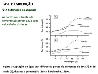  A hidratação da semente
As partes constituintes da
semente absorvem água com
velocidades distintas.
Figura 3.Captação de água por diferentes partes de sementes de soja(A) e de
aveia (B), durante a germinação (Burch & Delouche, 1959) .
FASE I: EMBEBIÇÃO
 
