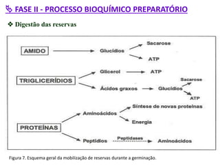  FASE II - PROCESSO BIOQUÍMICO PREPARATÓRIO
 Digestão das reservas
Figura 7. Esquema geral da mobilização de reservas durante a germinação.
 