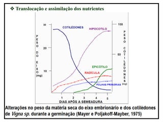  Translocação e assimilação dos nutrientes
 