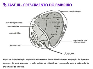  FASE III - CRESCIMENTO DO EMBRIÃO
Figura 14. Representação esquemática de eventos desencadeadores com a captação de água pela
semente de uma gramínea e pela síntese de giberelinas, culminando com a retomada de
crescimento do embrião.
 