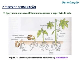  TIPOS DE GERMINAÇÃO
 Epígea: em que os cotilédones ultrapassam a superfície do solo.
Figura 15. Germinação de sementes de mamona (Dicotiledônea)
Germinação
 