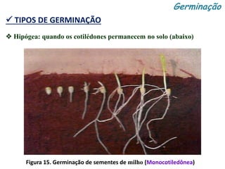  TIPOS DE GERMINAÇÃO
Figura 15. Germinação de sementes de milho (Monocotiledônea)
Germinação
 Hipógea: quando os cotilédones permanecem no solo (abaixo)
 