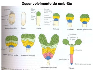 Desenvolvimento do embrião
 
