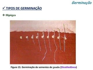  TIPOS DE GERMINAÇÃO
Figura 15. Germinação de sementes de guadu (Dicotiledônea)
Germinação
 Hipógea
 