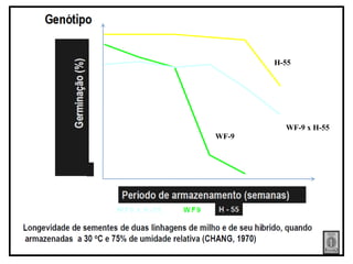 H-55
WF-9
WF-9 x H-55
 