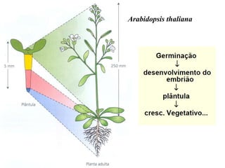 Arabidopsis thaliana
 