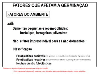 Cuidar com a profundidade de semeadura e cobertura ou não;
- 1 cm (sementes pequenas), para que a luz vermelha, estimulante da germinação, possa atingi-las.
(não germinam ou é reduzida na ausência de luz  presença de luz)
(não germinam ou é reduzida na presença de luz  ausência de luz)
 