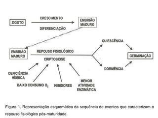 Figura 1. Representação esquemática da sequência de eventos que caracterizam o
repouso fisiológico pós-maturidade.
 