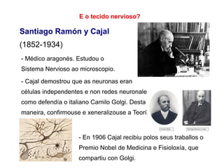 Santiago Ramón y Cajal
(1852-1934)
- Médico aragonés. Estudou o
Sistema Nervioso ao microscopio.
- Cajal demostrou que as neuronas eran
células independentes e non redes neuronales
como defendía o italiano Camilo Golgi. Desta
maneira, confirmouse e xeneralizouse a Teoría
Celular.
- En 1906 Cajal recibiu polos seus traballos o
Premio Nobel de Medicina e Fisioloxía, que
compartiu con Golgi.
E o tecido nervioso?
 