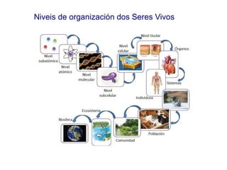 Niveis de organización dos Seres Vivos
 