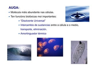 AUGA:
Molécula máis abundante nas células.
Ten funcións biolóxicas moi importantes:
“Disolvente Universal”
Intercambio de sustancias entre a célula e o medio,
transporte, eliminación.
Amortinguador térmico
 