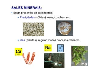 SALES MINERAIS:
Están presentes en dúas formas:
Precipitadas (sólidas): ósos, cunchas, etc.
Ións (disoltas): regulan moitos procesos celulares.
 