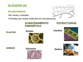 ALMACENAMENTO
ENERXÉTICO
POLISACÁRIDOS
Non doces, insolubles
Formados por moitas moléculas de monosacáridos
Amidón Celulosa
Quitina
ESTRUCTURAIS
PLANTAS
GlicóxenoANIMAIS
GLÍCIDOS (II):
 