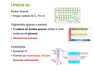 Ácidos Graxos:
longas cadeas de C, H e O
Triglicéridos (graxas e aceites):
3 cadeas de ácidos graxos unidas a unha
molécula de glicerol
Almacenan enerxía.
Fosfolípidos:
Conteñen P.
Forman as membranas celulares
(función estructural)
LÍPIDOS (II):
 