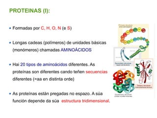 PROTEINAS (I):
Formadas por C, H, O, N (e S)
Longas cadeas (polímeros) de unidades básicas
(monómeros) chamadas AMINOÁCIDOS
Hai 20 tipos de aminoácidos diferentes. As
proteínas son diferentes cando teñen secuencias
diferentes (=aa en distinta orde)
As proteínas están pregadas no espazo. A súa
función depende da súa estructura tridimensional.
 