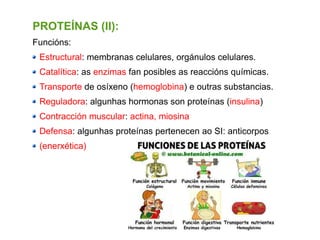 PROTEÍNAS (II):
Funcións:
Estructural: membranas celulares, orgánulos celulares.
Catalítica: as enzimas fan posibles as reaccións químicas.
Transporte de osíxeno (hemoglobina) e outras substancias.
Reguladora: algunhas hormonas son proteínas (insulina)
Contracción muscular: actina, miosina
Defensa: algunhas proteínas pertenecen ao SI: anticorpos
(enerxética)
 