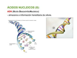 ÁCIDOS NUCLEICOS (II):
ADN (Ácido DesoxirriboNucleico)
- almacena a información hereditaria da célula.
 