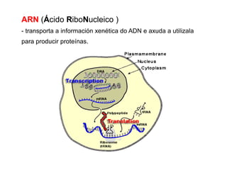 ARN (Ácido RiboNucleico )
- transporta a información xenética do ADN e axuda a utilizala
para producir proteínas.
 