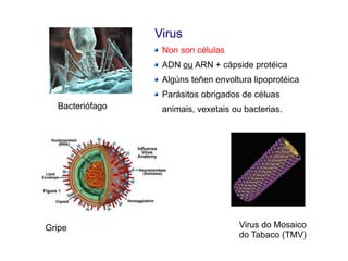 Gripe Virus do Mosaico
do Tabaco (TMV)
Bacteriófago
Virus
Non son células
ADN ou ARN + cápside protéica
Algúns teñen envoltura lipoprotéica
Parásitos obrigados de céluas
animais, vexetais ou bacterias.
 