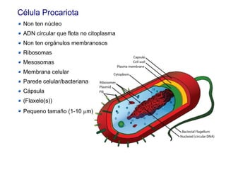 Célula Procariota
Non ten núcleo
ADN circular que flota no citoplasma
Non ten orgánulos membranosos
Ribosomas
Mesosomas
Membrana celular
Parede celular/bacteriana
Cápsula
(Flaxelo(s))
Pequeno tamaño (1-10 mm)
 