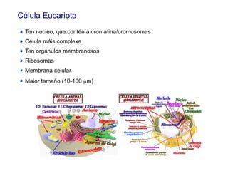 Célula Eucariota
Ten núcleo, que contén á cromatina/cromosomas
Célula máis complexa
Ten orgánulos membranosos
Ribosomas
Membrana celular
Maior tamaño (10-100 mm)
 