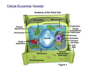 Célula Eucariota Vexetal
 