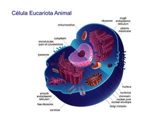 Célula Eucariota Animal
 