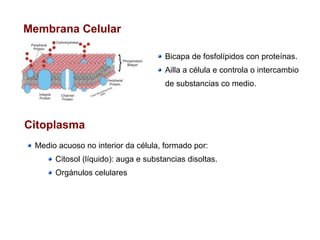 Membrana Celular
Bicapa de fosfolípidos con proteínas.
Ailla a célula e controla o intercambio
de substancias co medio.
Citoplasma
Medio acuoso no interior da célula, formado por:
Citosol (líquido): auga e substancias disoltas.
Orgánulos celulares
 