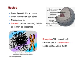 Núcleo
Controla a actividade celular.
Doble membrana, con poros.
Nucleoplasma.
Nucleolo (RNA+proteínas): donde
se forman os ribosomas.
Cromatina (ADN+proteínas)
transfórmase en cromosomas
cando a célula vaise dividir.
 