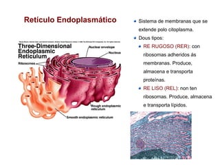 Retículo Endoplasmático Sistema de membranas que se
extende polo citoplasma.
Dous tipos:
RE RUGOSO (RER): con
ribosomas adheridos ás
membranas. Produce,
almacena e transporta
proteínas.
RE LISO (REL): non ten
ribosomas. Produce, almacena
e transporta lípidos.
 